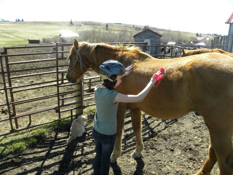 Young guest enjoying brushing her new friend at Historic Reesor Ranch.